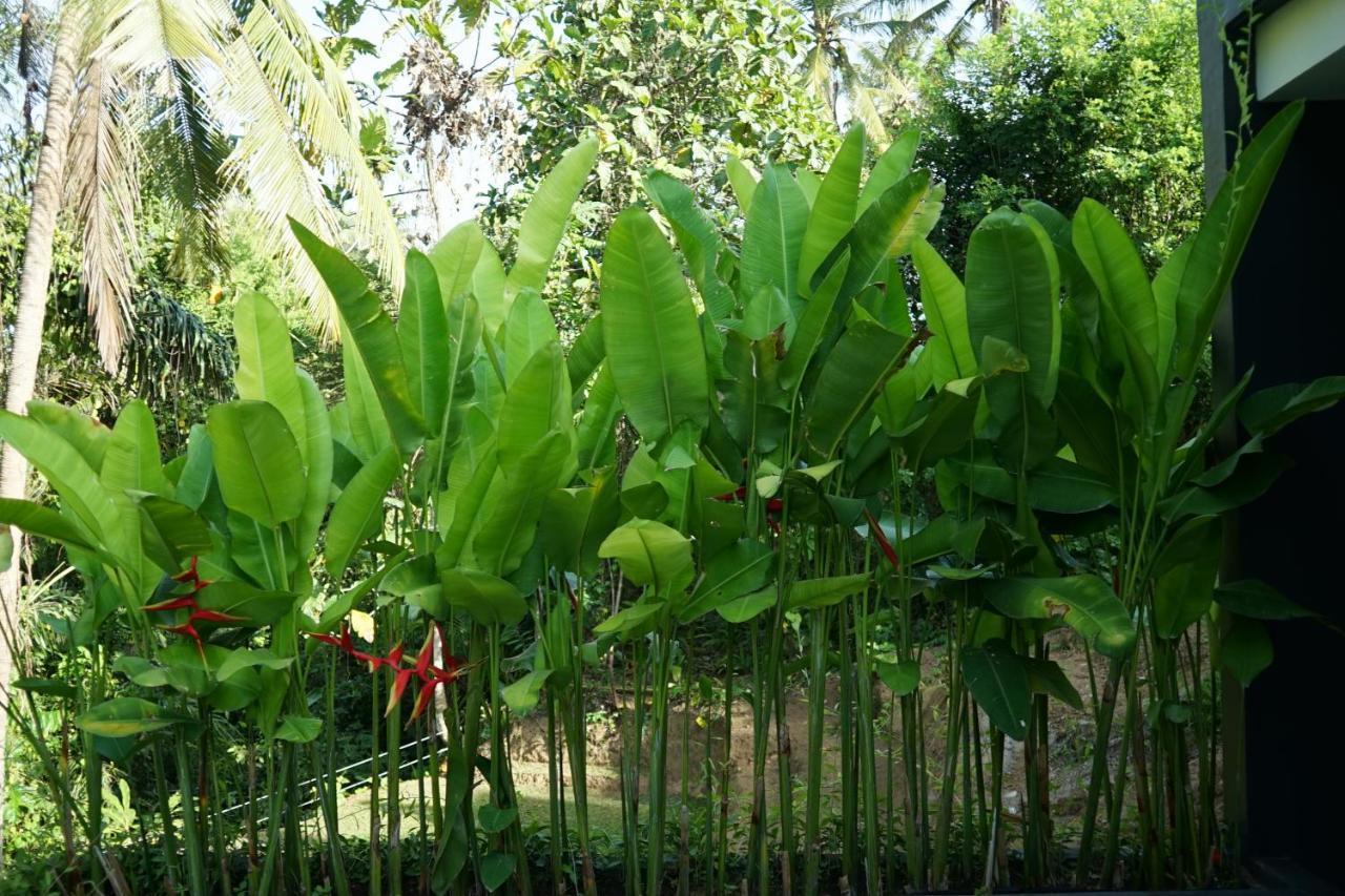 מלון Six Cubes Ubud מראה חיצוני תמונה